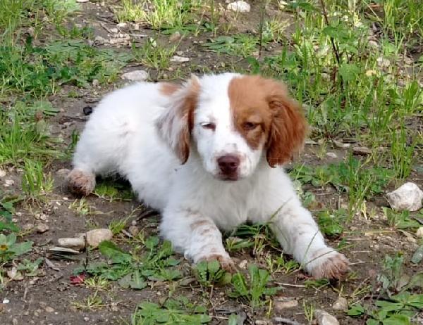 Pongo 2 Mesi Di Tenerezza